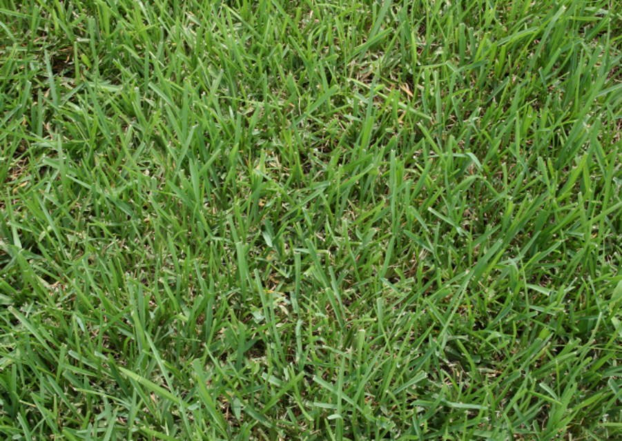 Enhanced turfgrass colorpng